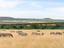 Parc du Masai Mara