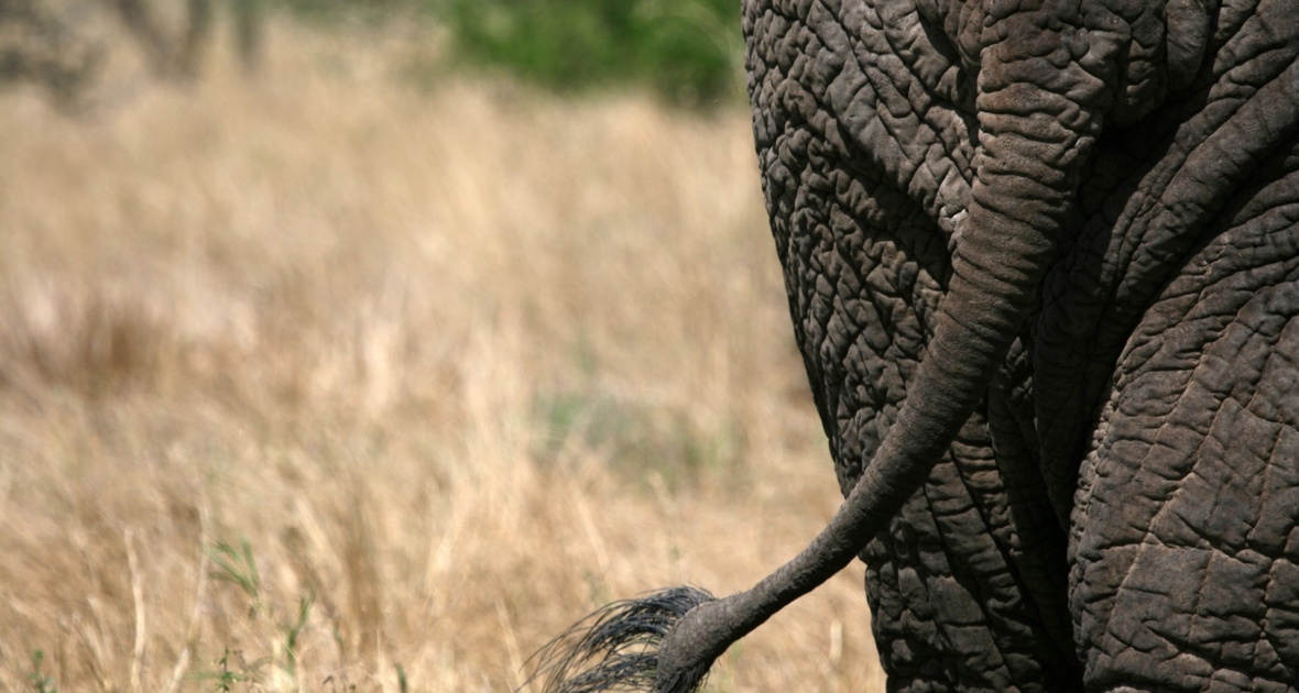 queue-elephant-tanzanie