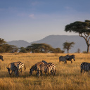serengeti-tanzanie