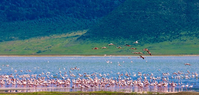 Flamants roses - Aire de conservation du Ngorongoro