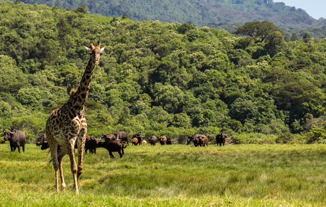 Girafe parc national d'Arusha