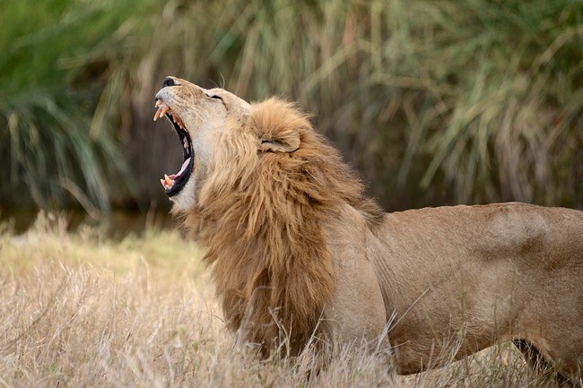 Lion rugissant parc national du Serengeti