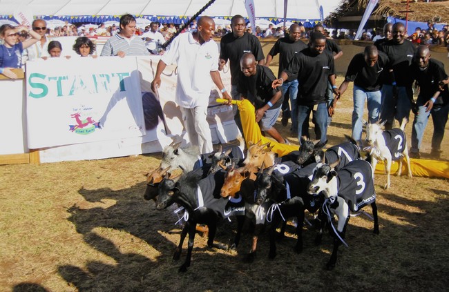 Courses de chèvres à Dar Es Salaam, Tanzanie