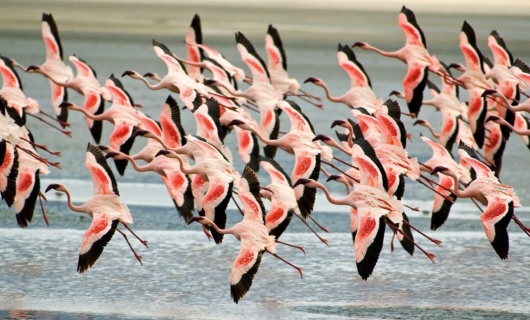 Flamants roses lac natron tanzanie