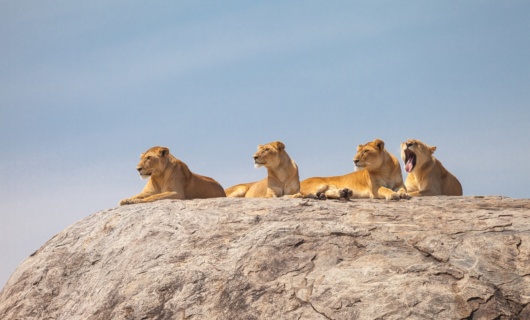 lionnes sur rocher tanzanie