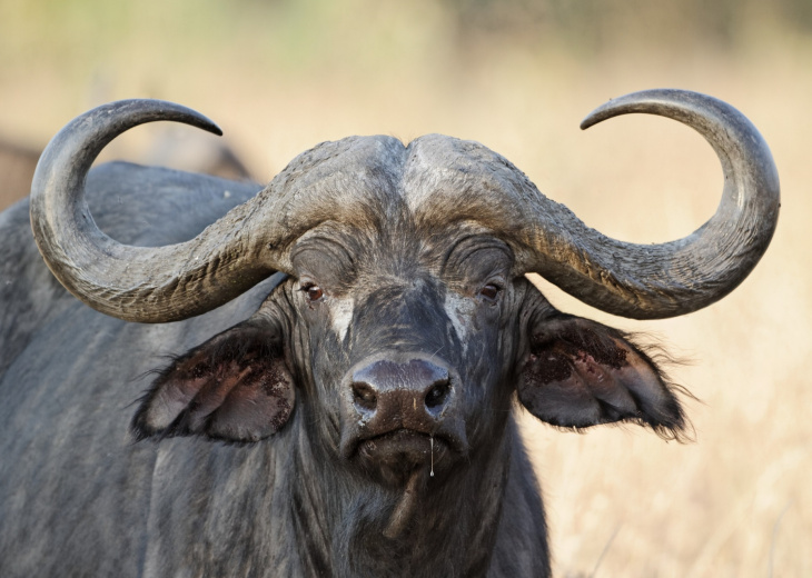 Buffle safaris tanzanie