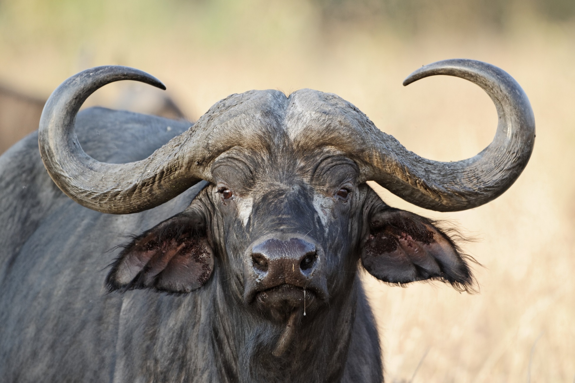 Buffle safaris tanzanie