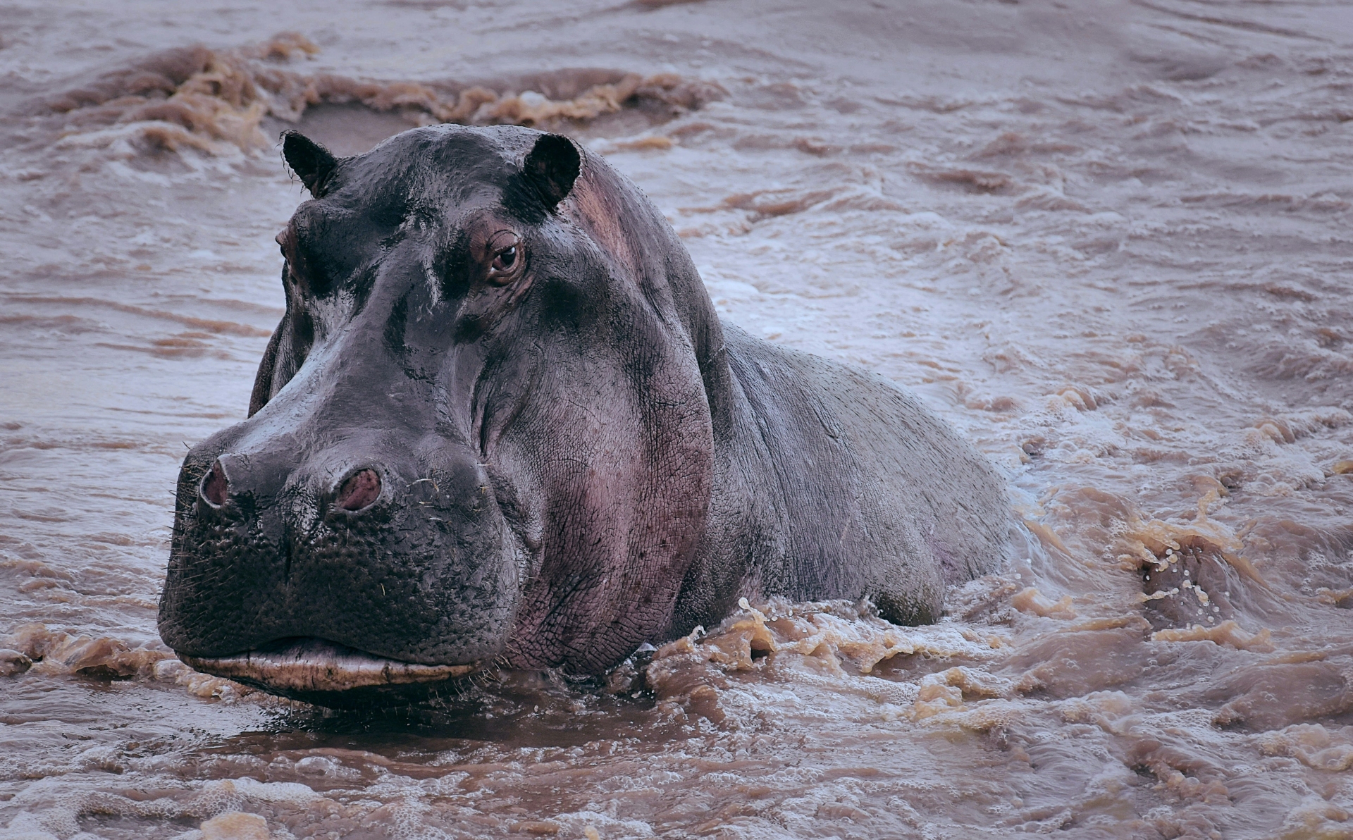 Hippopotame