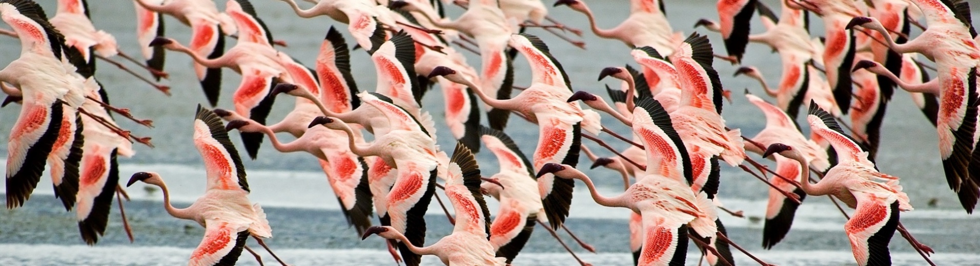 Flamants roses lac natron tanzanie