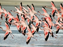 Flamants-roses-lac-natron-tanzanie