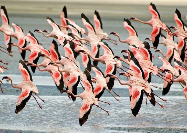 Flamants roses lac natron tanzanie