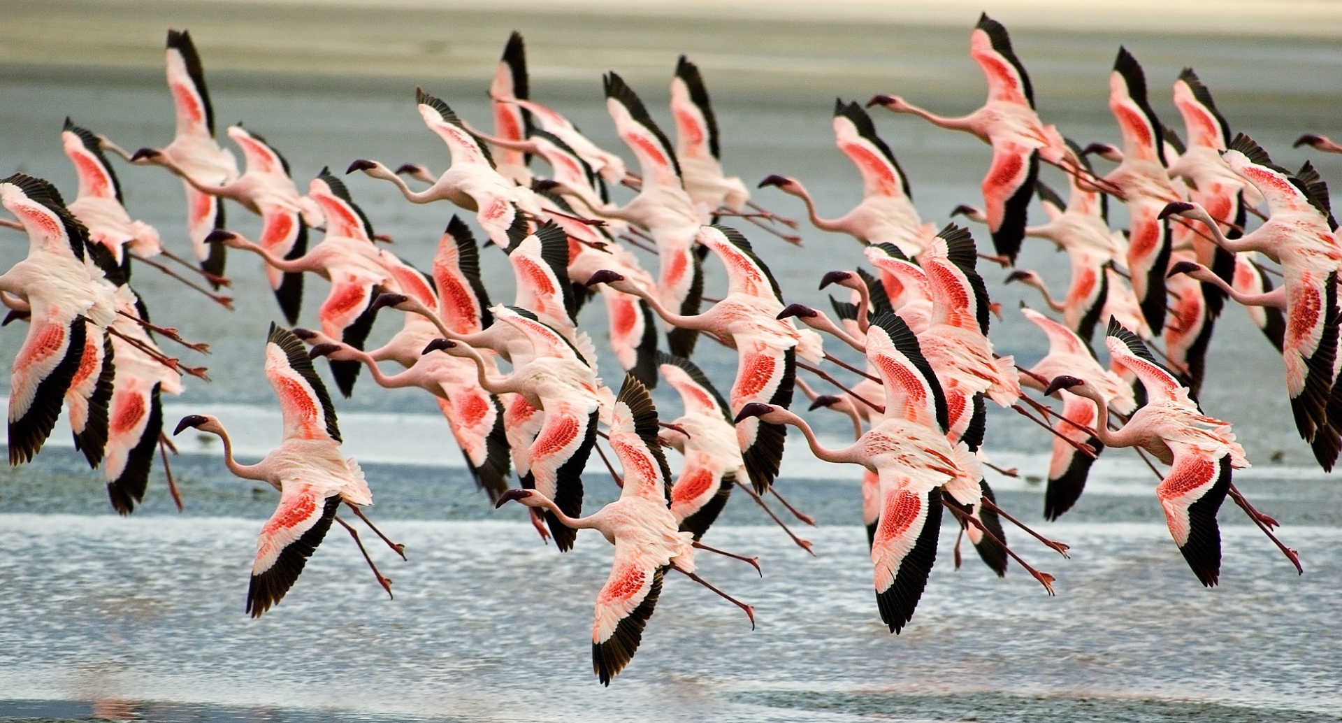 Flamants roses lac natron tanzanie