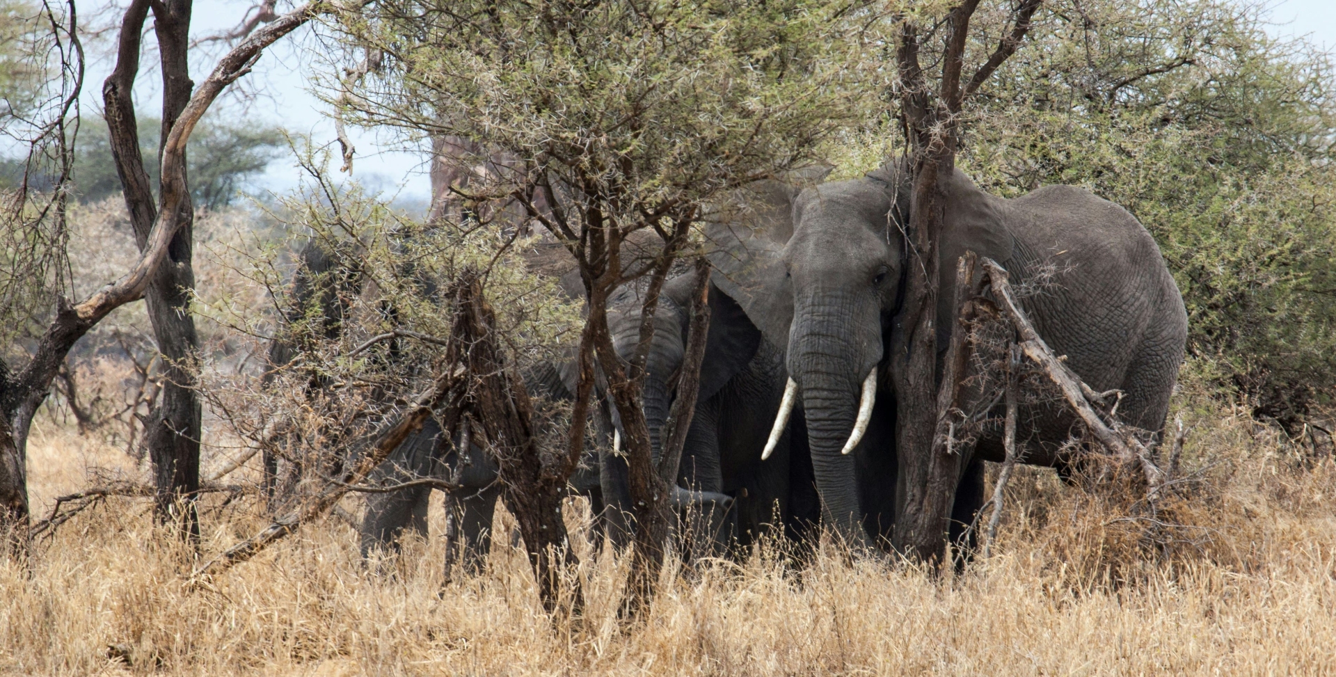 Elephants