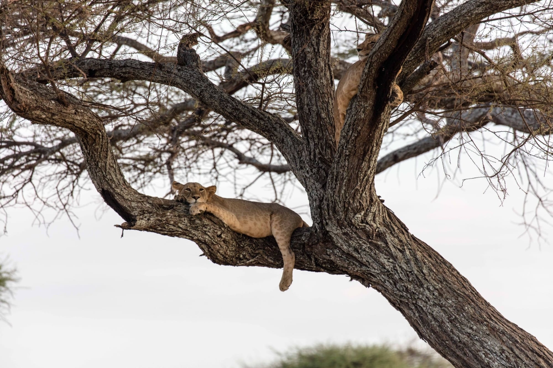 lion-sur-une-branche-tanzanie