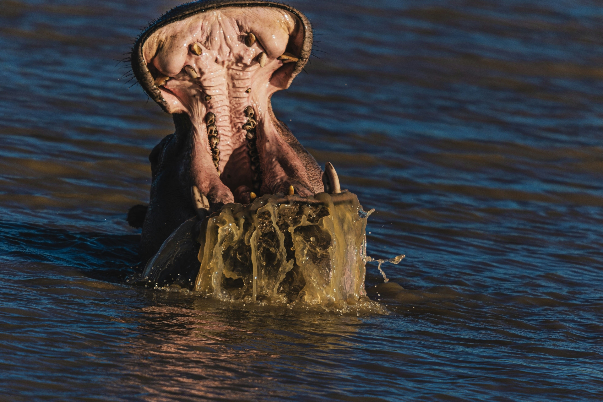 Hippopotame