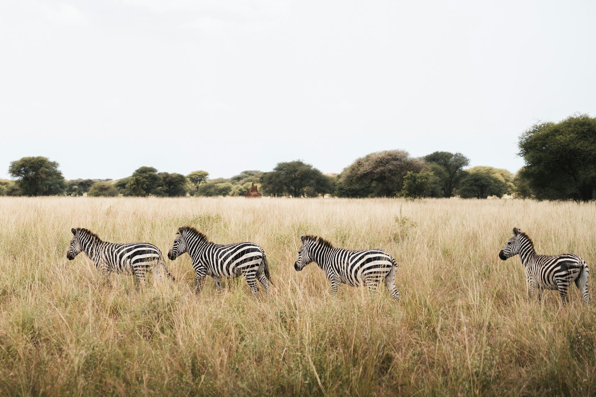 zebre-en-tanzanie