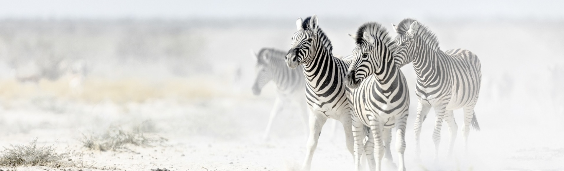 zebres tanzanie