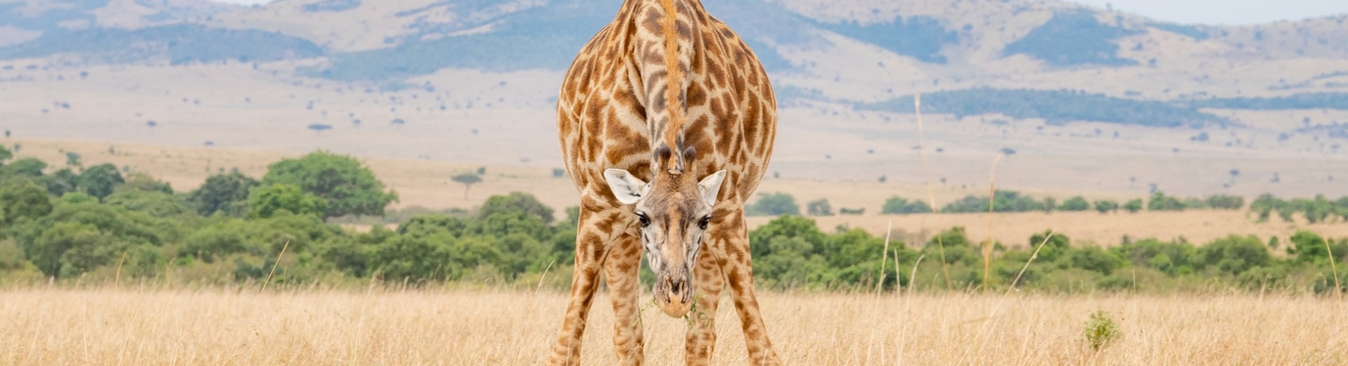 giraffe tanzanie