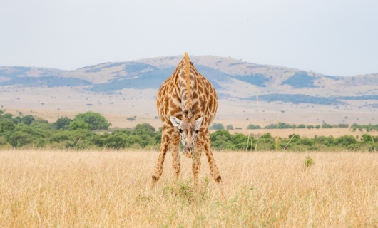 tanzanie