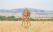 giraffe tanzanie