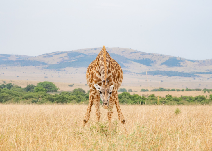 giraffe tanzanie