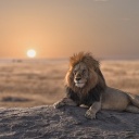 lion coucher soleil tanzanie