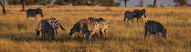 zebres-serengeti-tanzanie