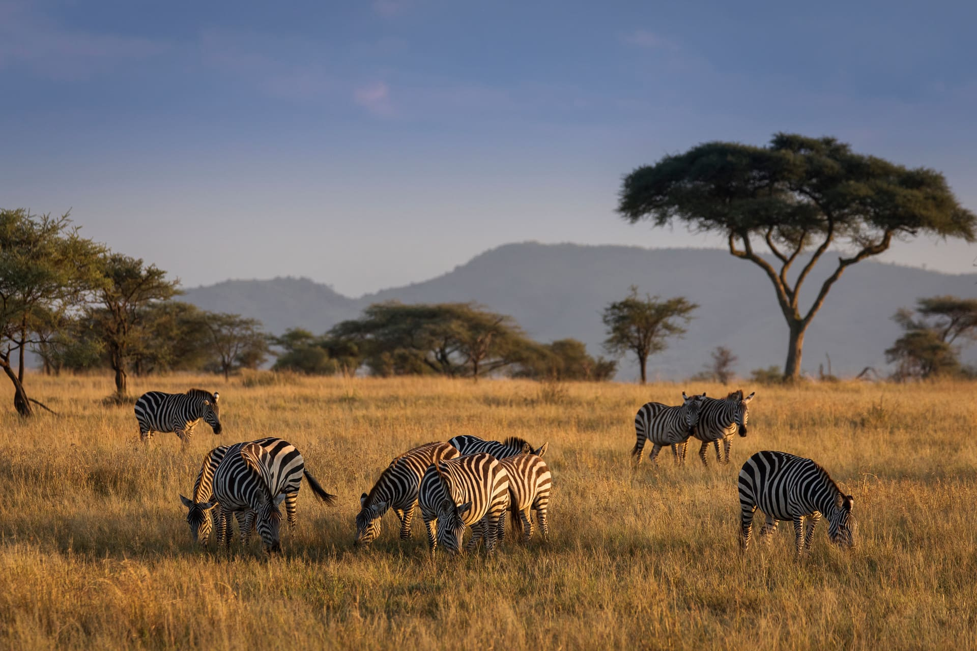 zebres-serengeti-tanzanie