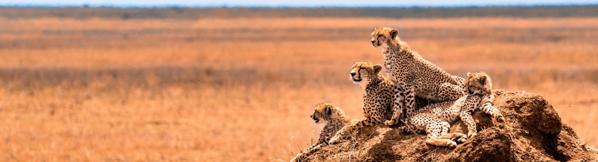 leopards dans la savane tanzanie