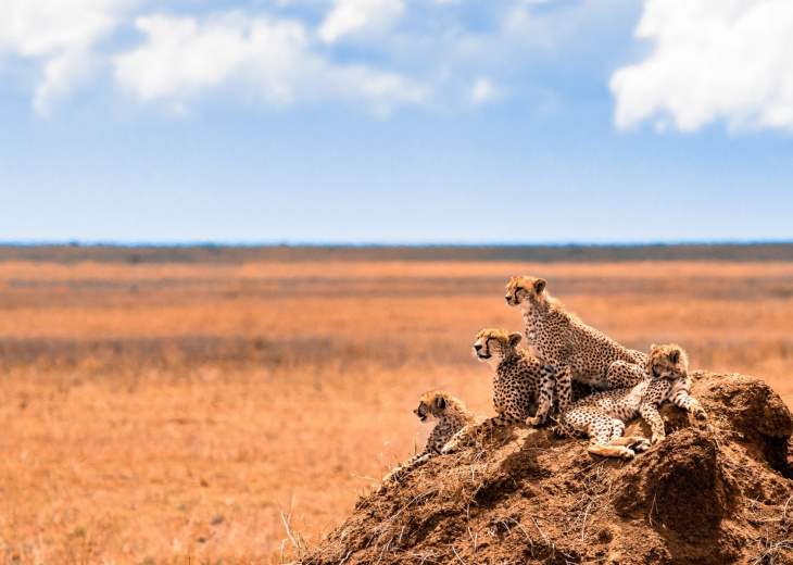 leopards dans la savane tanzanie
