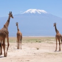 girafes devant kilimandjaro