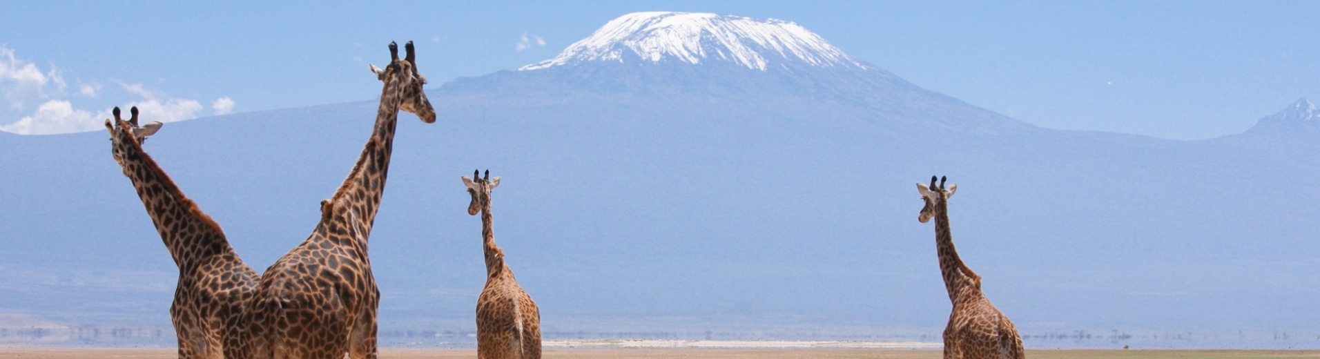 girafes devant kilimandjaro