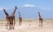 girafes devant kilimandjaro