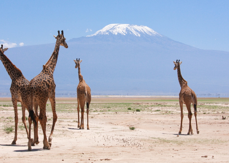 girafes devant kilimandjaro