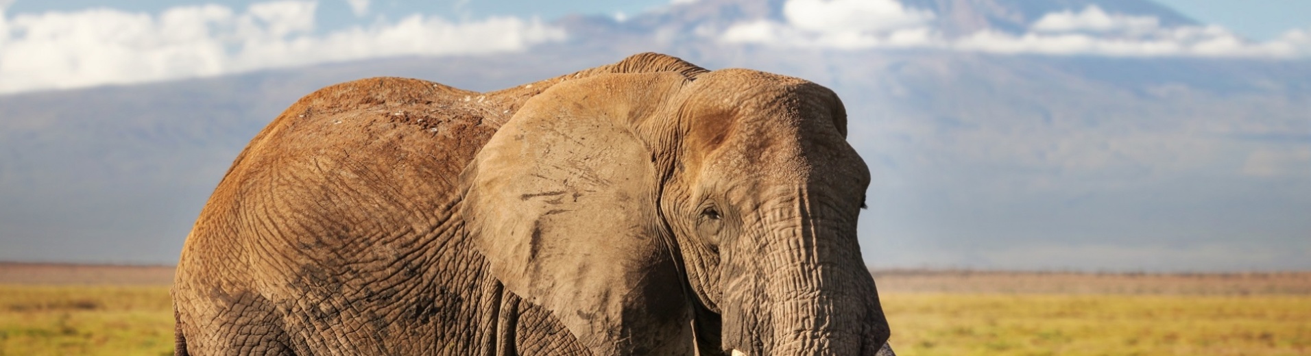 elephant amboseli