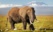 elephant amboseli