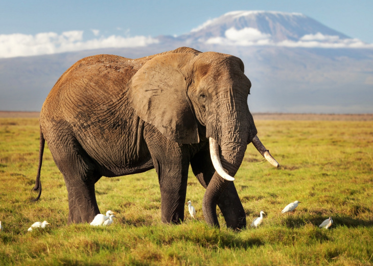 elephant amboseli