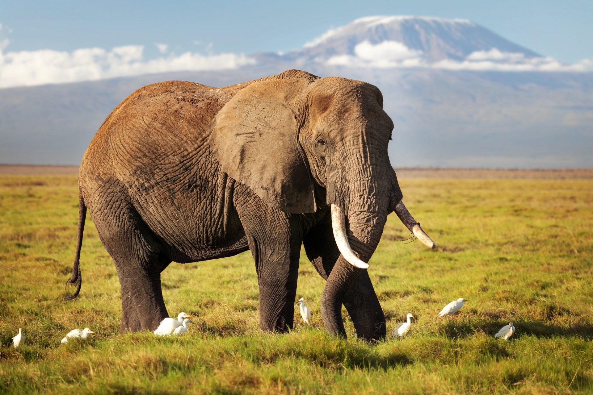 elephant amboseli