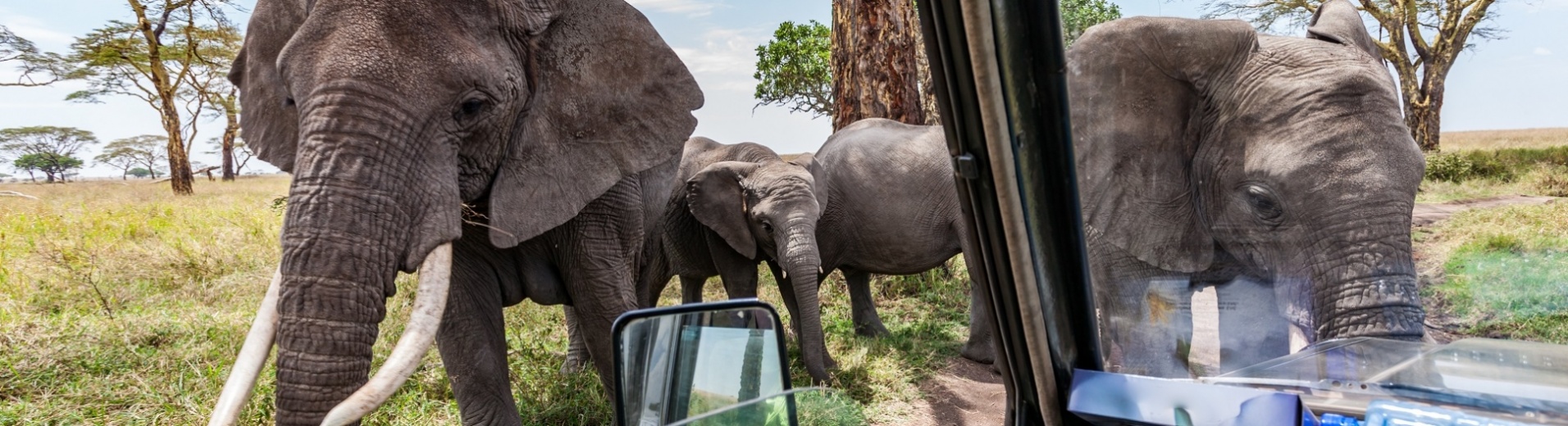 elephants approchant une voiture safari tanzanie