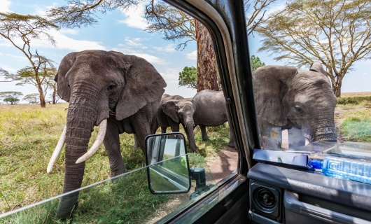 elephants approchant une voiture safari tanzanie