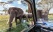 elephants approchant une voiture safari tanzanie