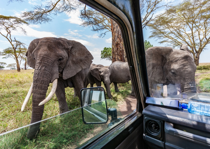 elephants approchant une voiture safari tanzanie