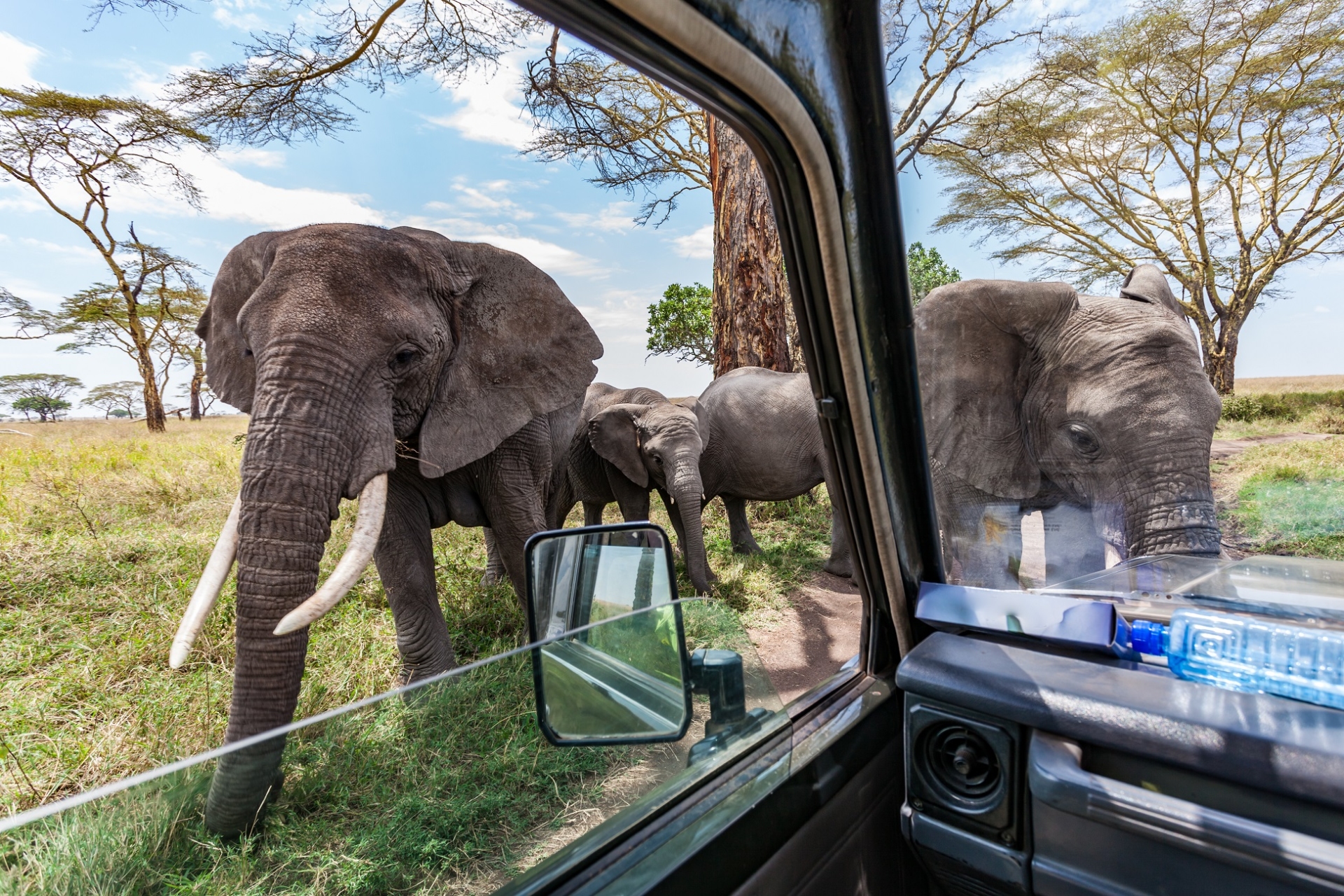 elephants approchant une voiture safari tanzanie