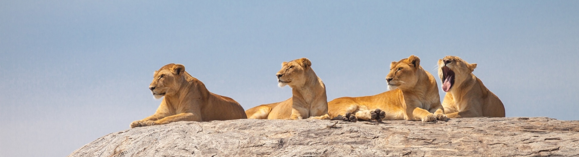 lionnes sur rocher tanzanie