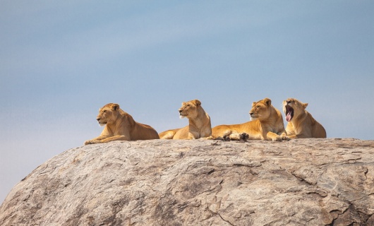 lionnes sur rocher tanzanie