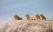 lionnes sur rocher tanzanie
