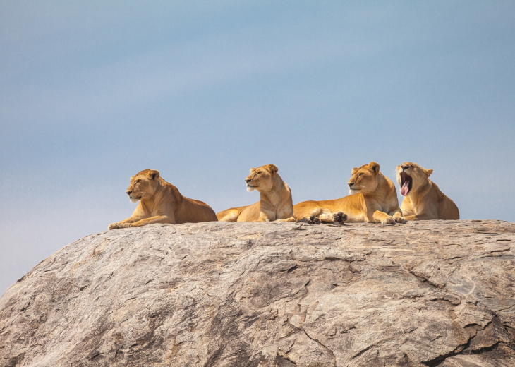 lionnes sur rocher tanzanie