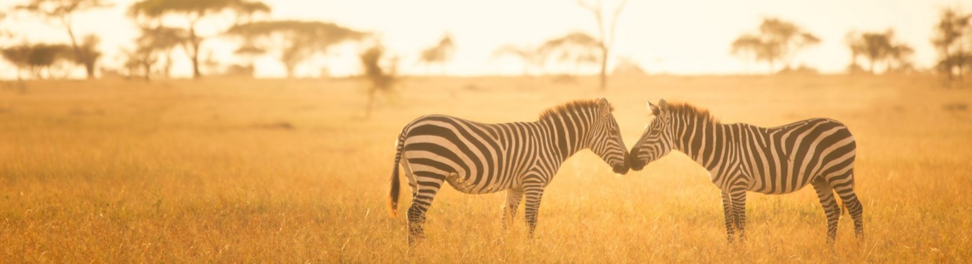 Tanzanie serengeti zebres