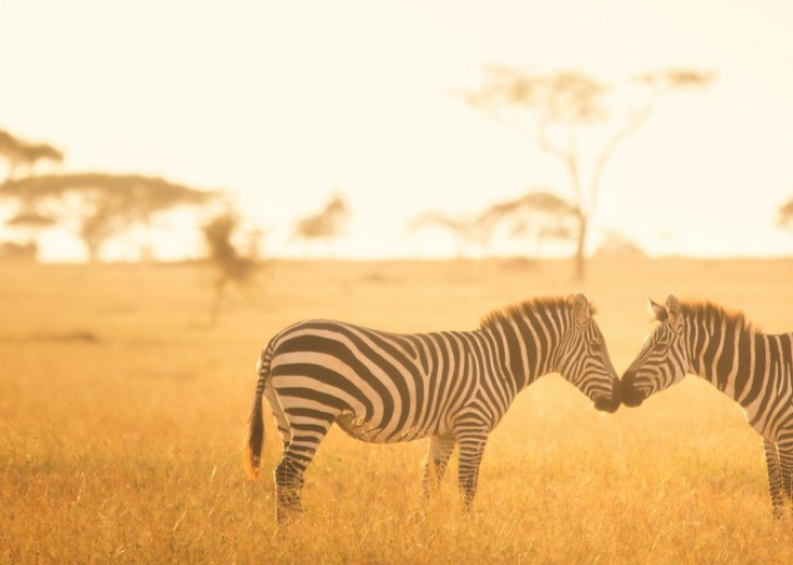 Tanzanie serengeti zebres