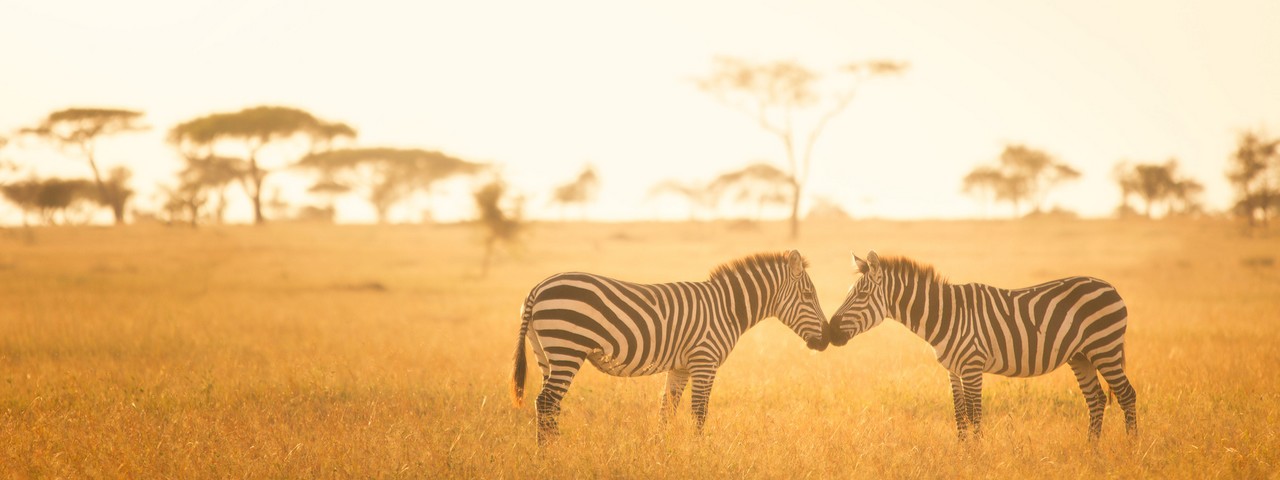 Tanzanie serengeti zebres
